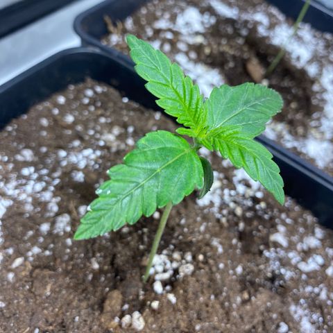 Red poison Sweet seeds growlog timeline photo