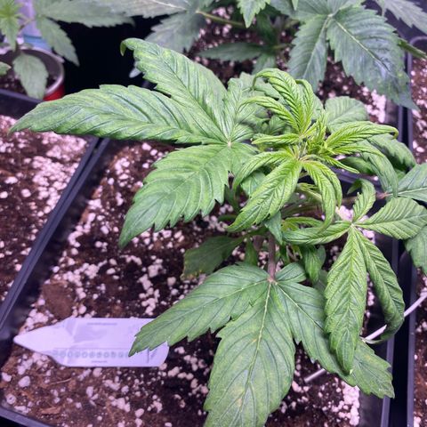 Red poison Sweet seeds growlog timeline photo