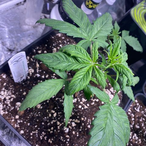 Red poison Sweet seeds growlog timeline photo