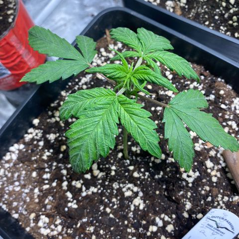 Red poison Sweet seeds growlog timeline photo