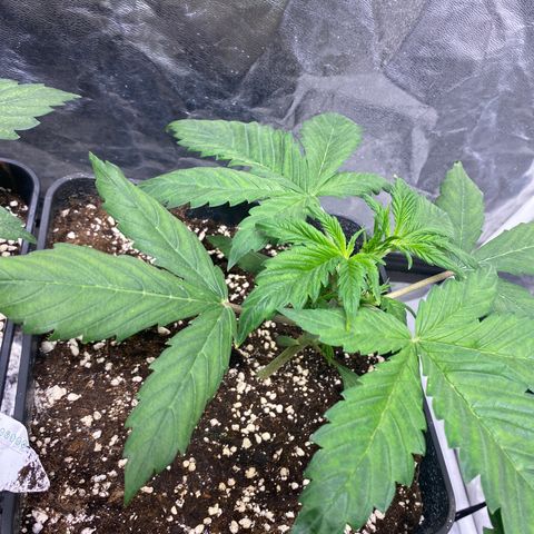 Red poison Sweet seeds growlog timeline photo