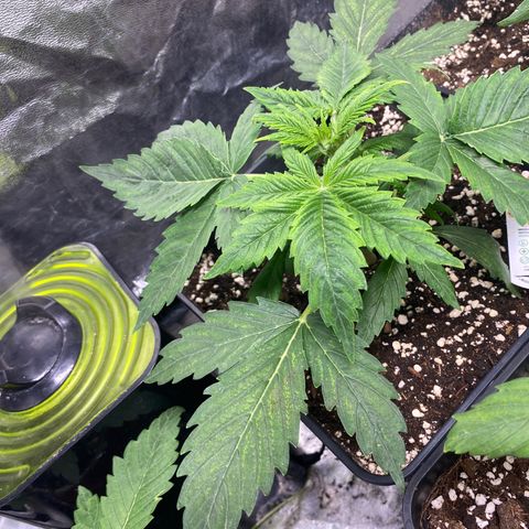Gelato 4  growlog timeline photo