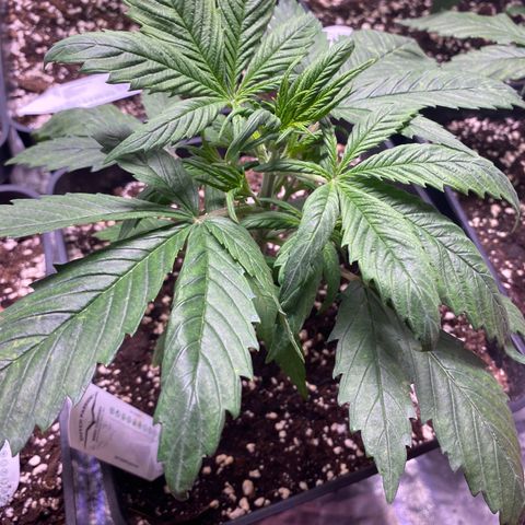 Gelato 4  growlog timeline photo