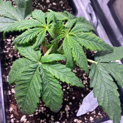 Gelato 4  growlog timeline photo