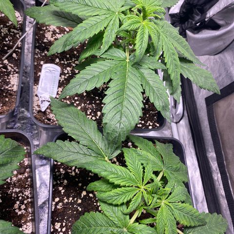 Gelato 4  growlog timeline photo