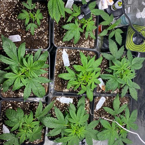 Red poison Sweet seeds growlog timeline photo