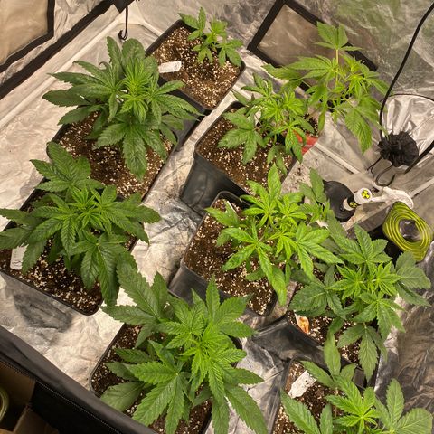 Red poison Sweet seeds growlog photo: Se instalo 480w led