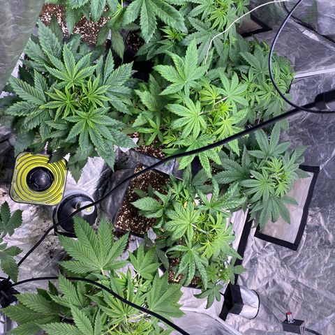 Red poison Sweet seeds growlog photo: Mirando..