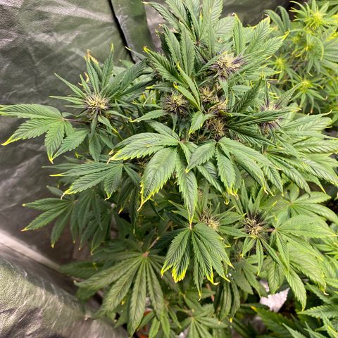 Red poison Sweet seeds growlog timeline photo