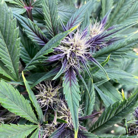 Red poison Sweet seeds growlog timeline photo