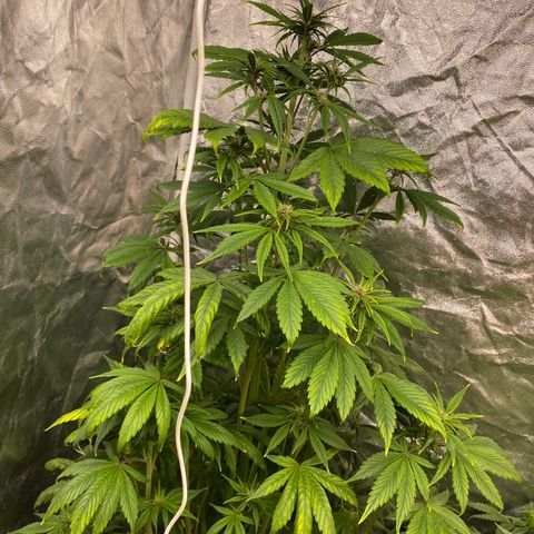 Red poison Sweet seeds growlog timeline photo