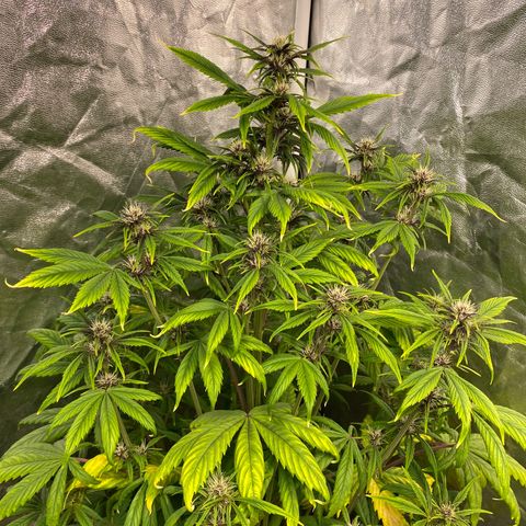 Red poison Sweet seeds growlog timeline photo