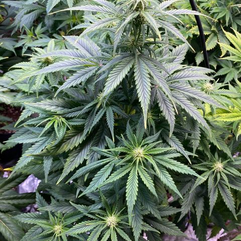 Gelato 4  growlog timeline photo