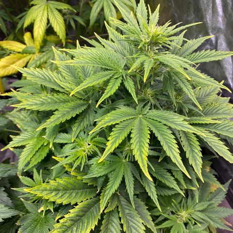 Gelato 4  growlog timeline photo