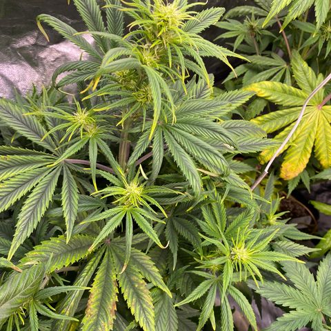 Gelato 4  growlog timeline photo