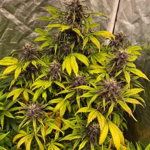 Red poison Sweet seeds growlog timeline photo