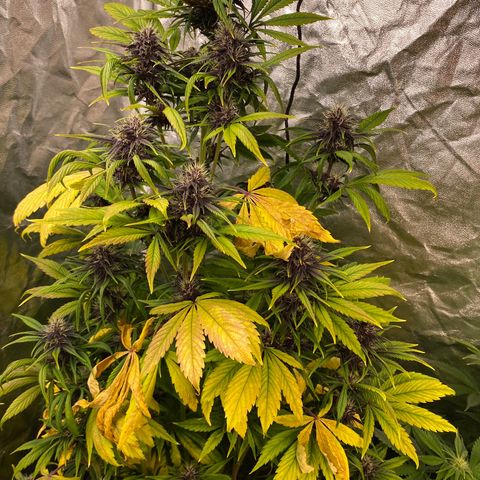Red poison Sweet seeds growlog timeline photo