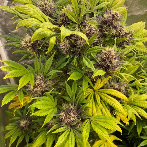 Red poison Sweet seeds growlog timeline photo