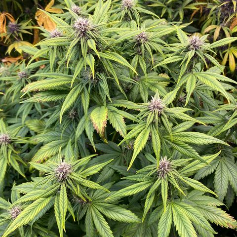 Red poison Sweet seeds growlog timeline photo