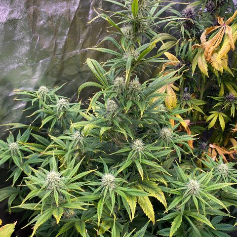 Gelato 4  growlog timeline photo