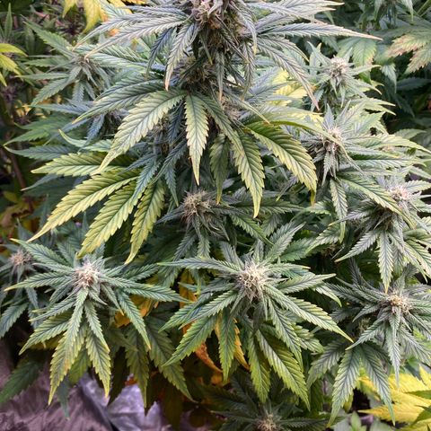 Gelato 4  growlog timeline photo