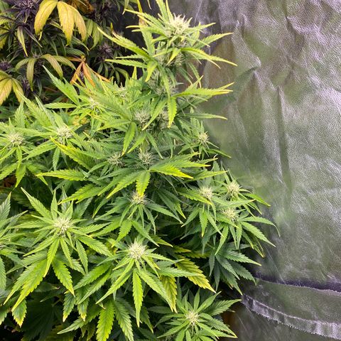 Gelato 4  growlog timeline photo