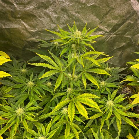 Gelato 4  growlog timeline photo