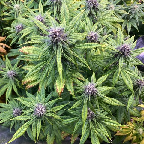 Red poison Sweet seeds growlog timeline photo