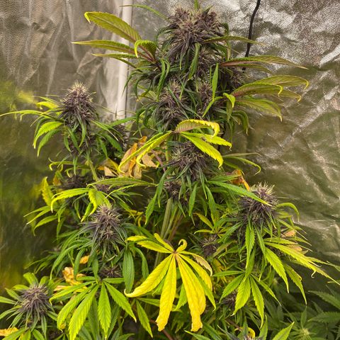 Red poison Sweet seeds growlog timeline photo