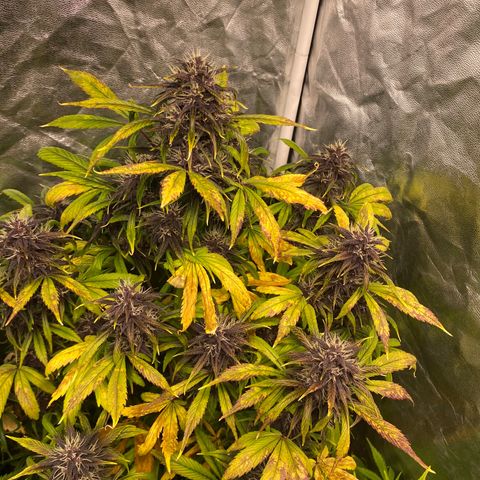 Red poison Sweet seeds growlog timeline photo