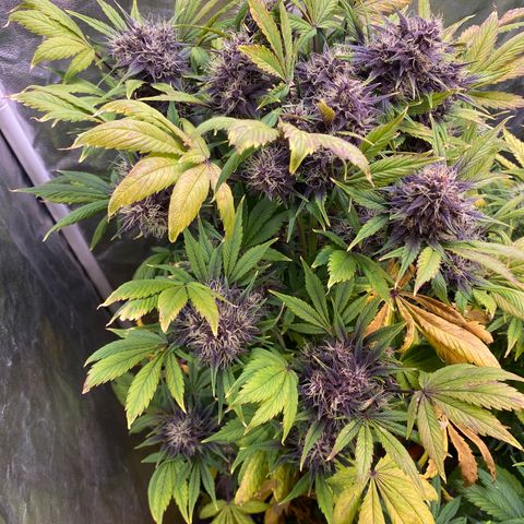 Red poison Sweet seeds growlog timeline photo