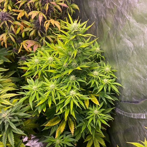 Gelato 4  growlog timeline photo
