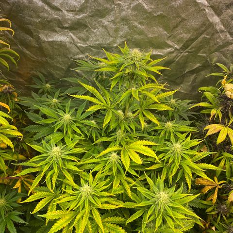 Gelato 4  growlog timeline photo