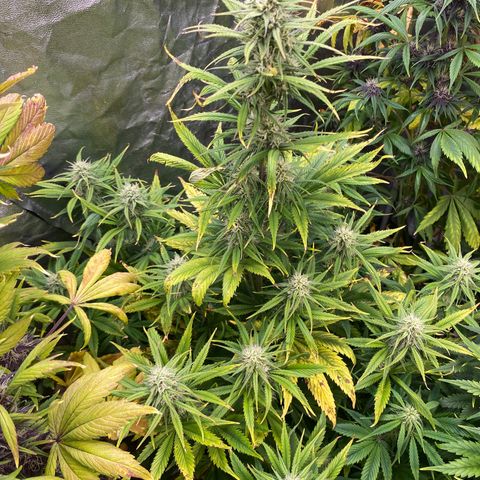 Gelato 4  growlog timeline photo
