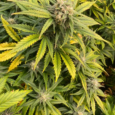 Gelato 4  growlog timeline photo