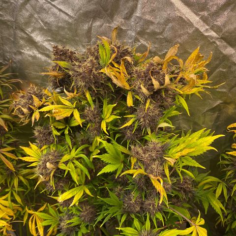 Red poison Sweet seeds growlog timeline photo