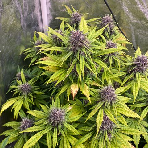 Red poison Sweet seeds growlog timeline photo