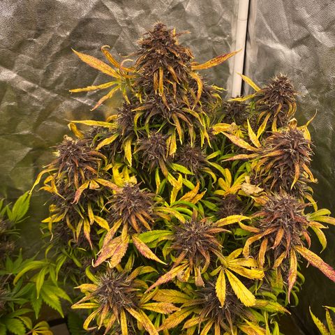 Red poison Sweet seeds growlog timeline photo