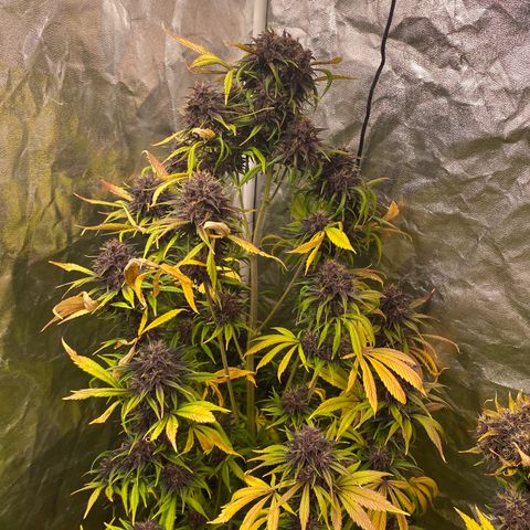 Red poison Sweet seeds growlog timeline photo
