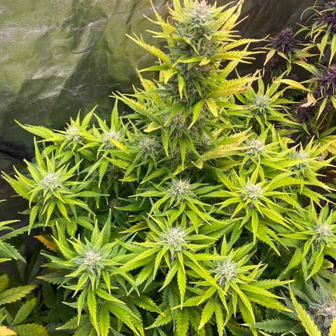 Gelato 4  growlog timeline photo