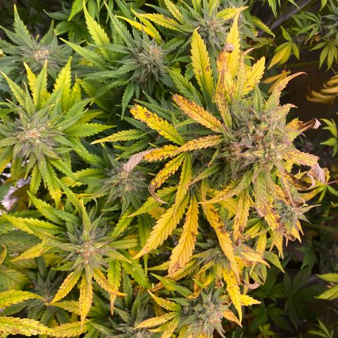 Gelato 4  growlog timeline photo