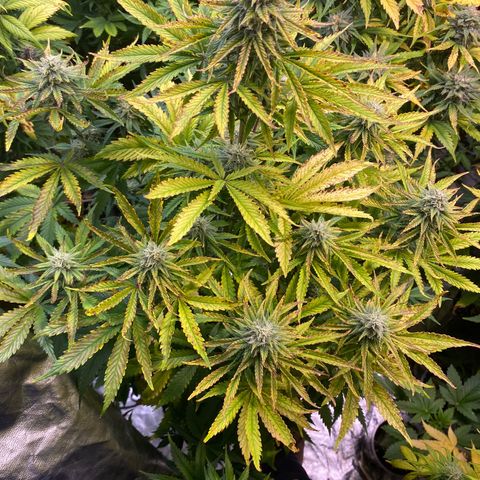 Gelato 4  growlog timeline photo