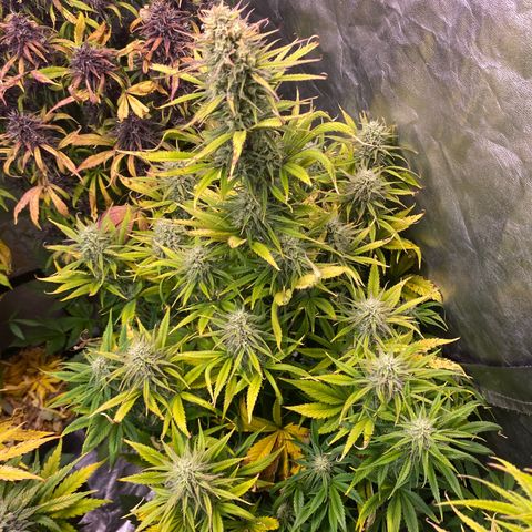 Gelato 4  growlog timeline photo