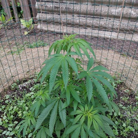Lemon Orange growlog timeline photo