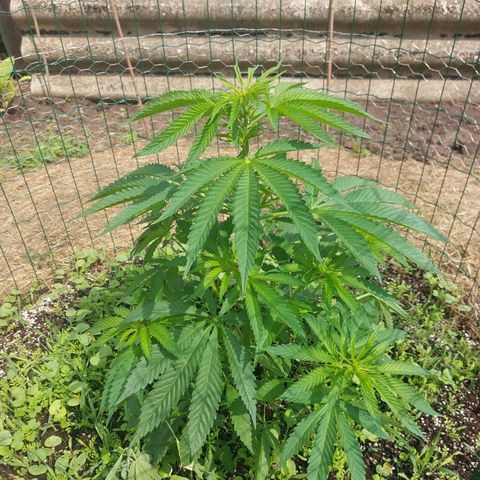 Lemon Orange growlog timeline photo