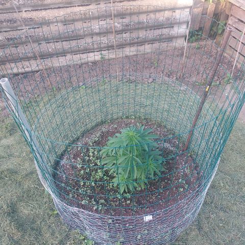 Lemon Orange growlog timeline photo