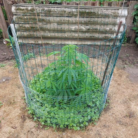 Lemon Orange growlog timeline photo