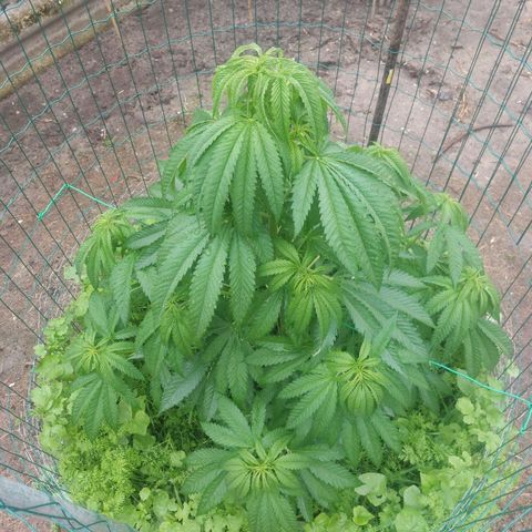 Lemon Orange growlog timeline photo