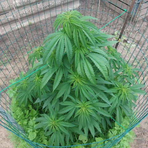 Lemon Orange growlog timeline photo