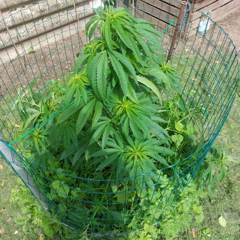 Lemon Orange growlog photo: First branches were bent down today and the top was cut off 🔪🥦